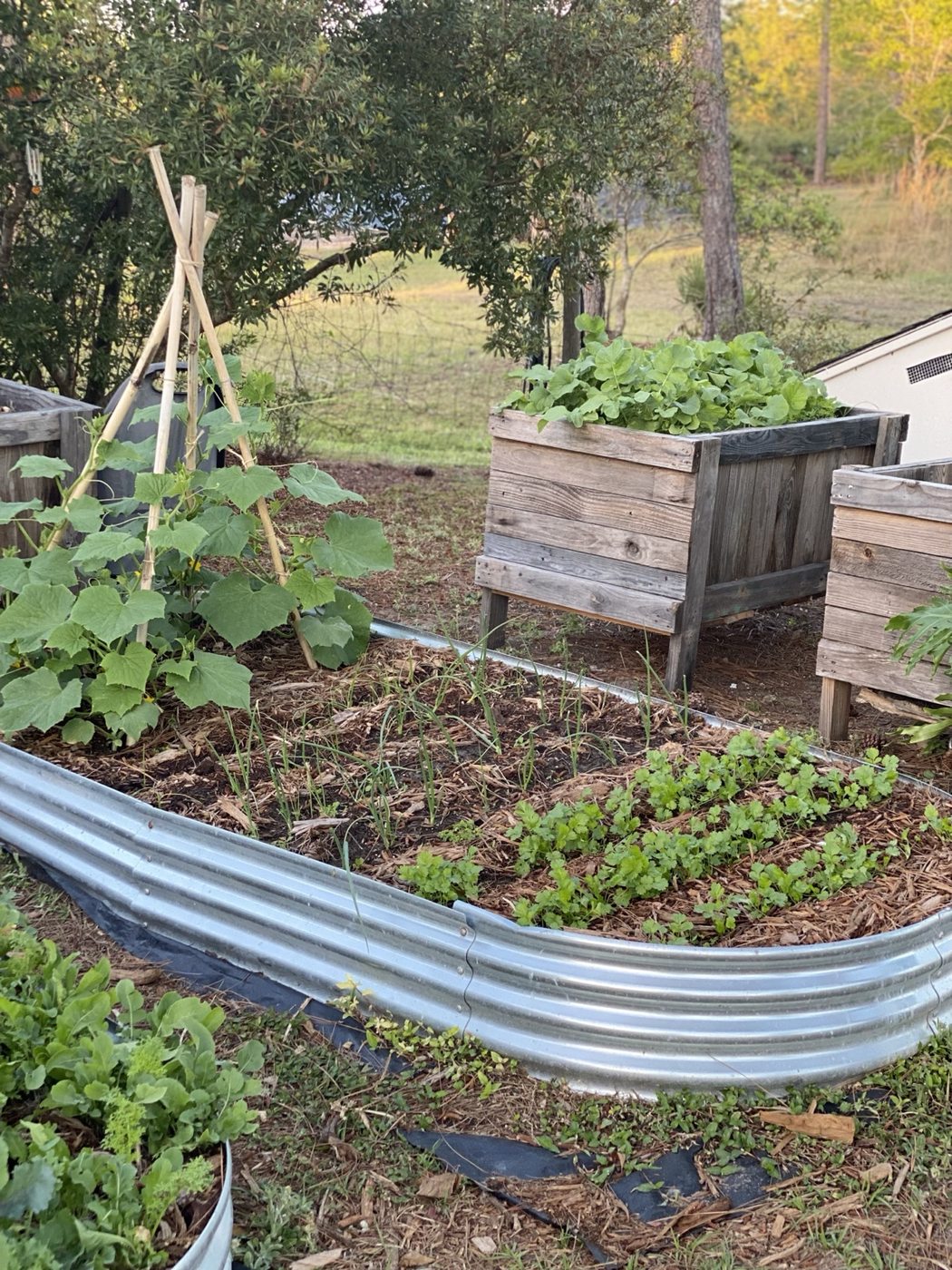 Raised food garden beds at The Swedish Farm