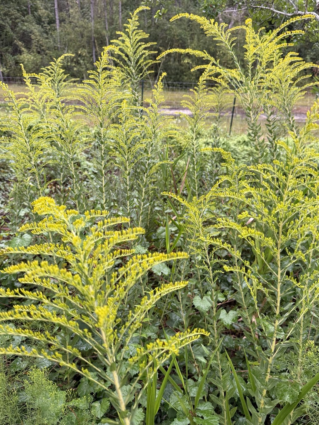 Goldenrod flowering at The Swedish Farm