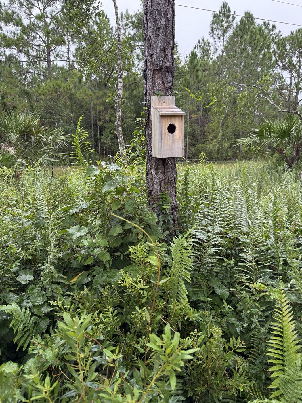 Wooden birdhouse in a pine tree surrounded by green understory plants