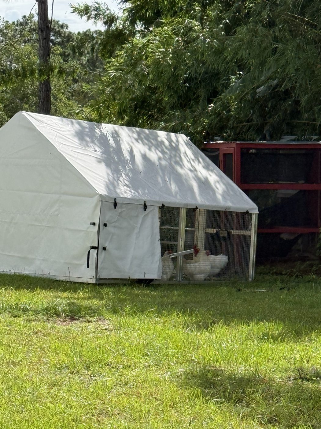 Mobile chicken tractor in a grassy part of the farm