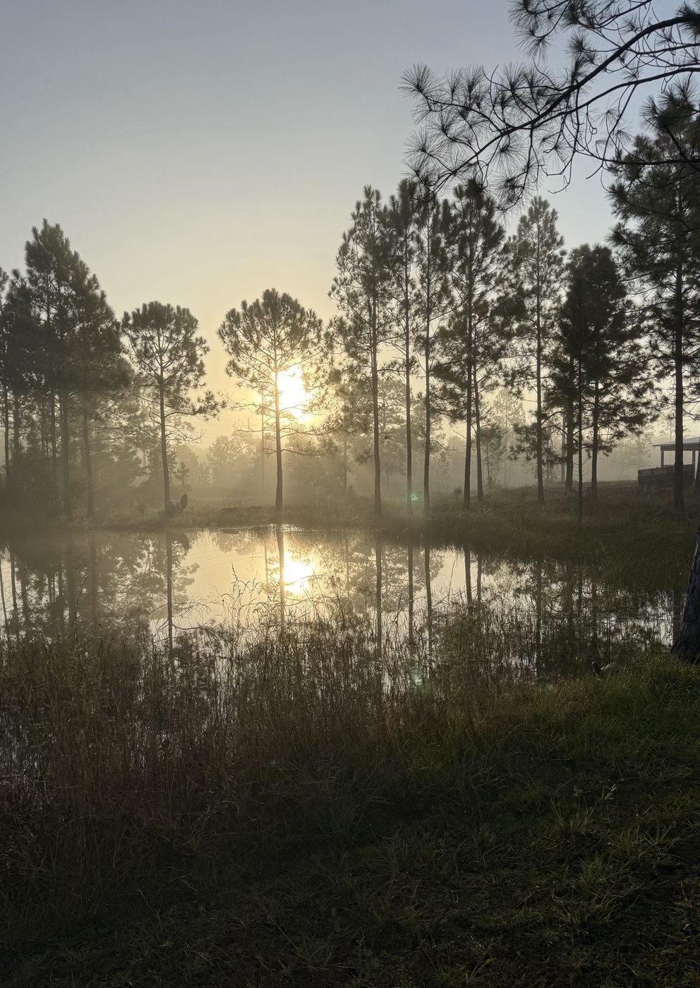 Morning sun reflected in the pond and pine trees