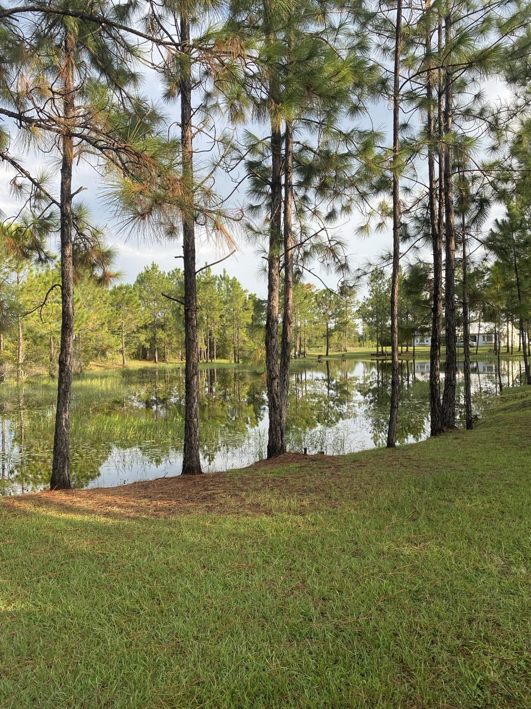 Pine trees mirrored in still pond water