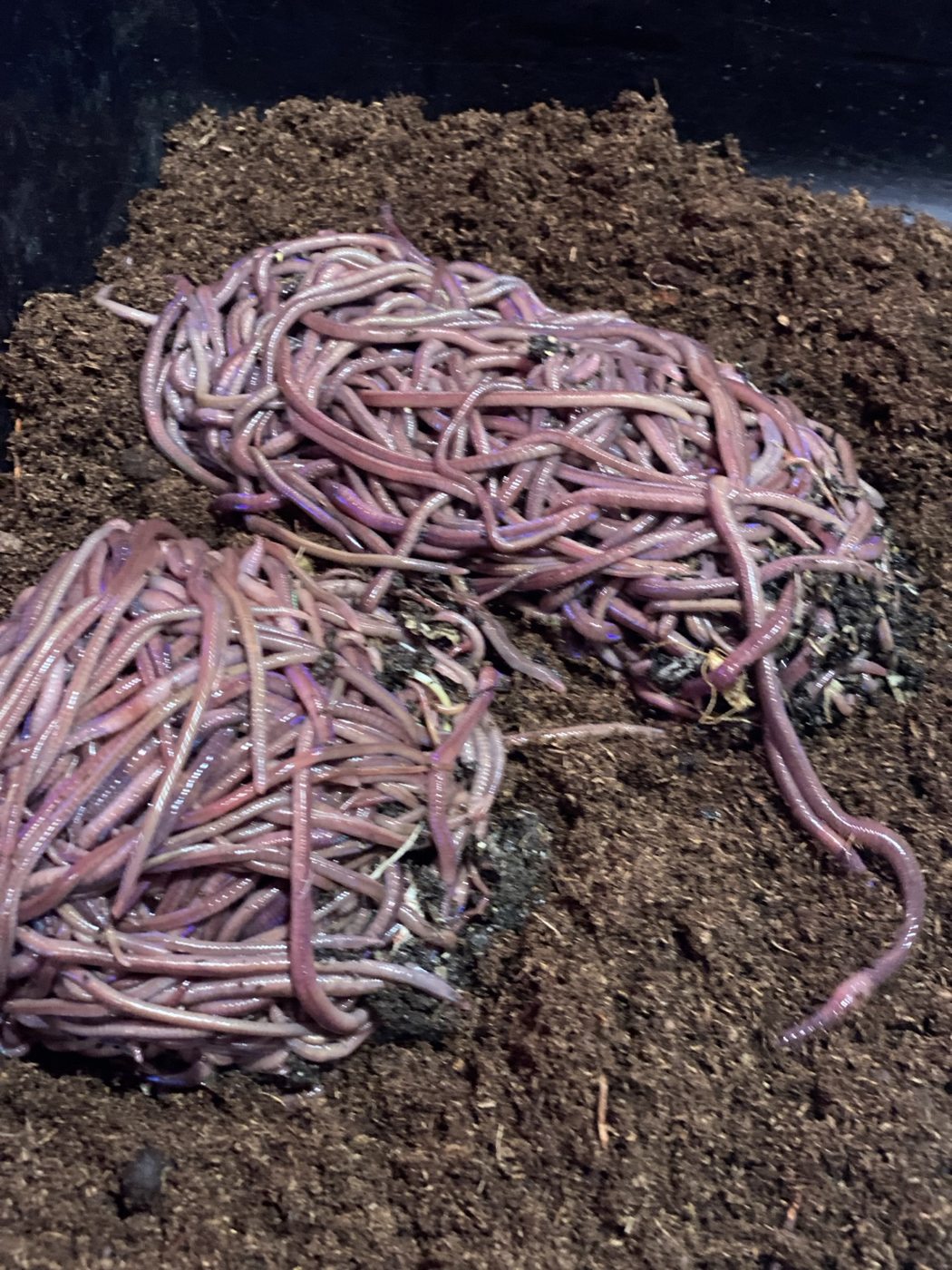 Freshly sorted composting earthworms